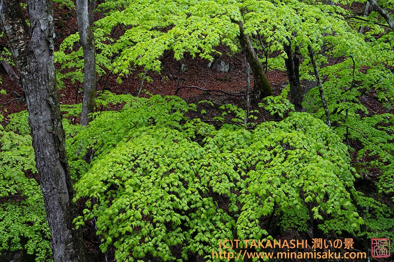 ../Images/7R250510 (11).jpg